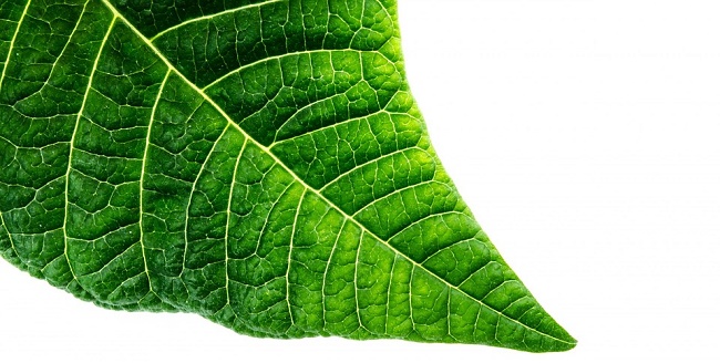 Green leaf
